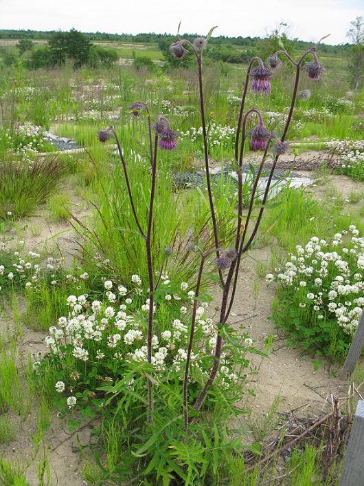 Изображение особи Cirsium schantarense.