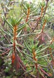 Ledum palustre