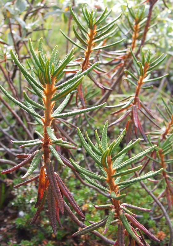 Image of Ledum palustre specimen.