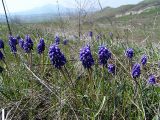 Muscari armeniacum