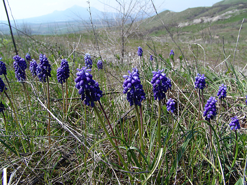 Image of Muscari armeniacum specimen.