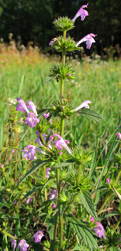 Изображение особи Galeopsis ladanum.