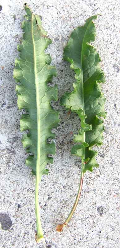 Изображение особи Rumex longifolius.
