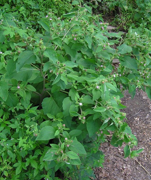 Image of Arctium minus specimen.