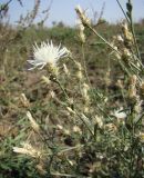 Centaurea diffusa. Побеги с соцветиями. Краснодарский край, Кущёвский р-н, станица Шкуринская, многолетняя залежь. 24.09.2009.