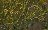 Senecio schwetzowii