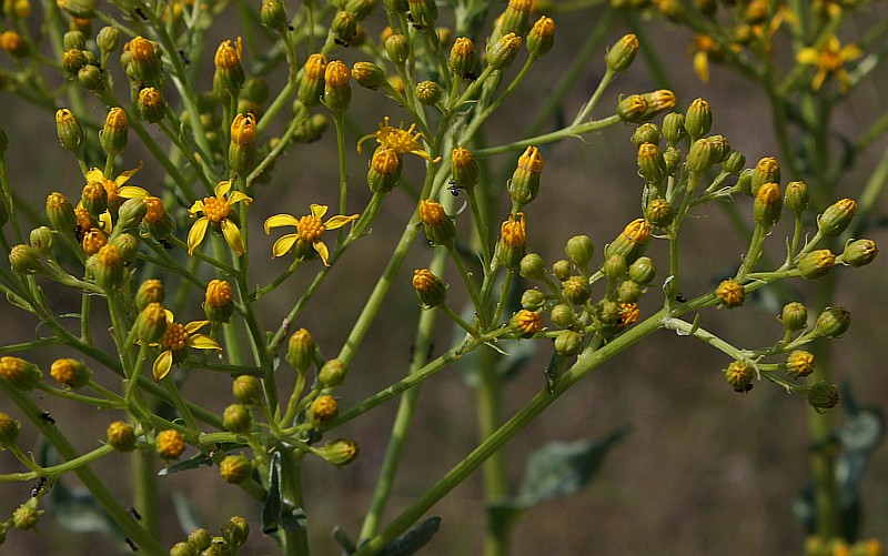 Изображение особи Senecio schwetzowii.