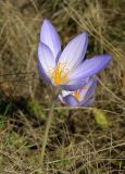 Crocus speciosus