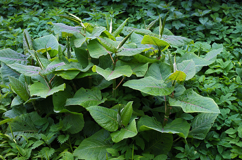 Изображение особи Reynoutria sachalinensis.