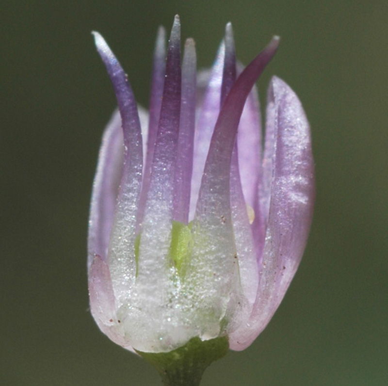 Image of Allium rubens specimen.