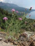 Centaurea caprina