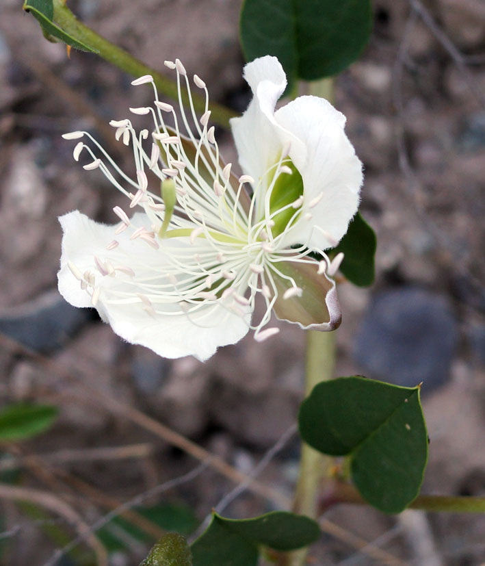 Image of Capparis herbacea specimen.