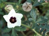 Hibiscus trionum. Побеги с цветком и плодом. Кыргызстан, г. Бишкек, газон по ул. Боконбаева. 06.09.2015.