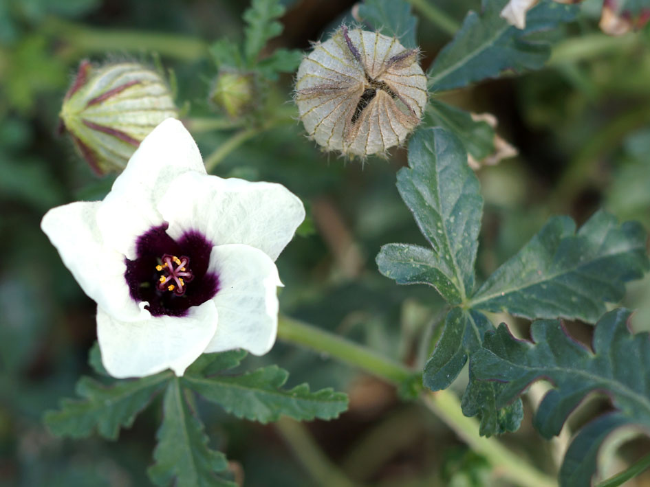 Изображение особи Hibiscus trionum.