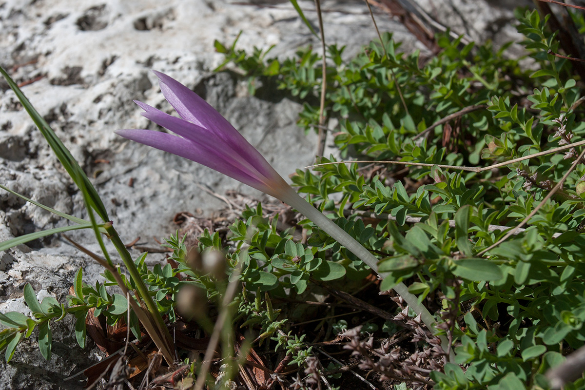 Изображение особи Colchicum autumnale.