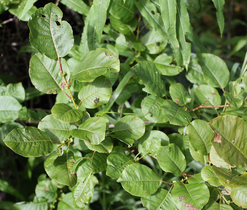 Image of Salix pyrolifolia specimen.