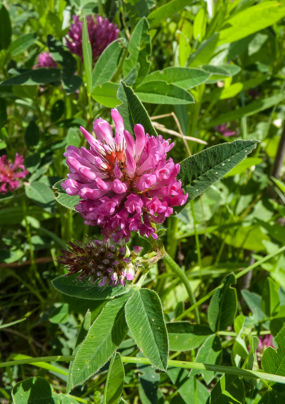 Image of Trifolium medium specimen.