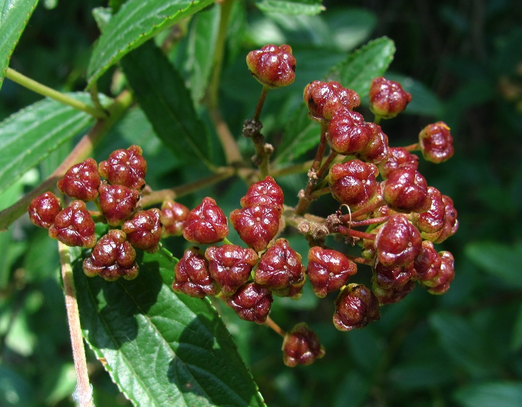 Изображение особи Ceanothus americanus.