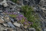 Thymus japonicus