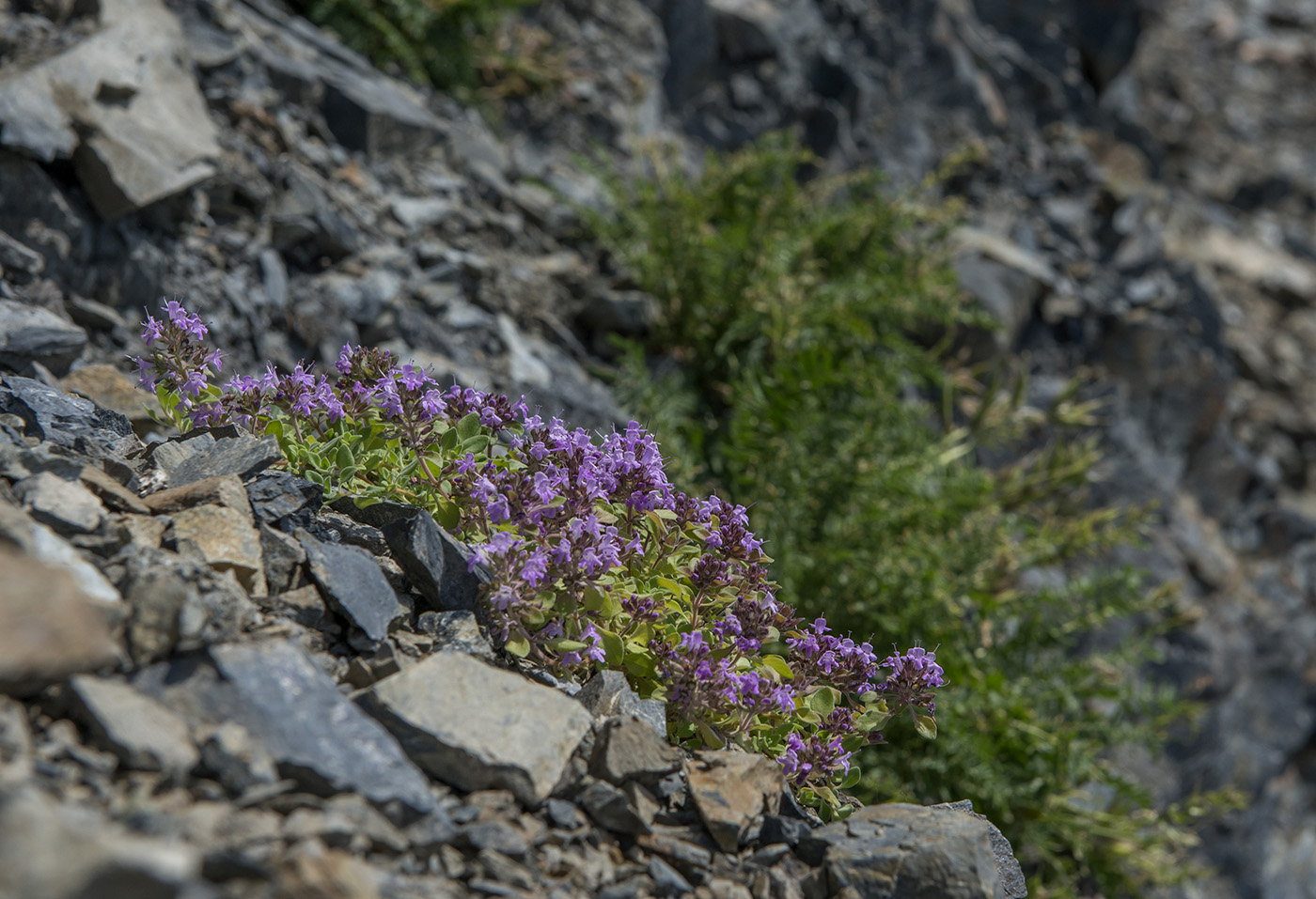 Изображение особи Thymus japonicus.