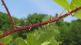 Rubus caucasicus