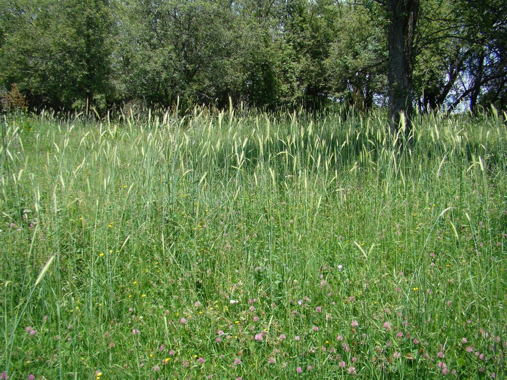 Изображение особи Hordeum bulbosum.