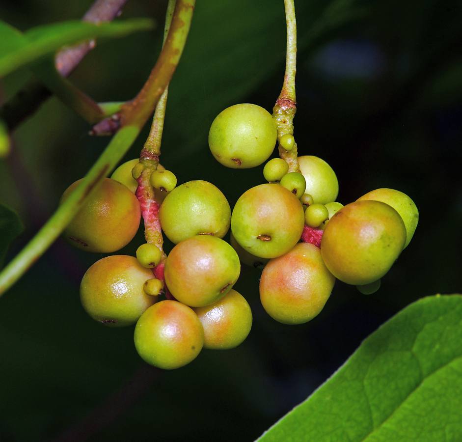 Изображение особи Schisandra chinensis.