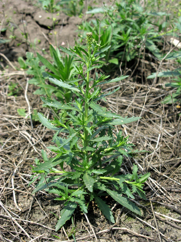 Image of Lepidium densiflorum specimen.