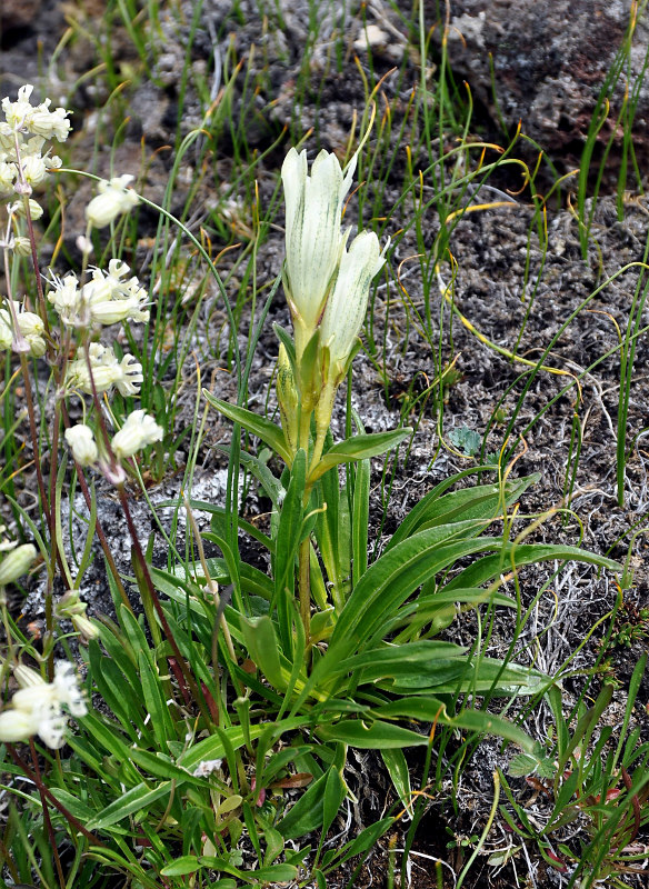Image of Gentiana algida specimen.