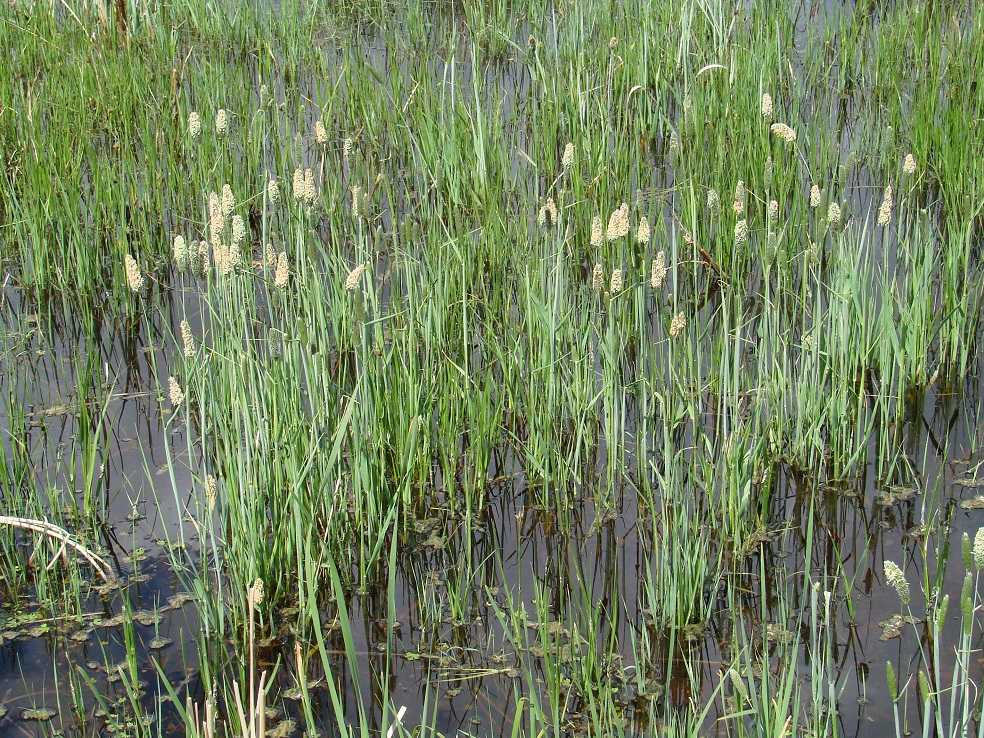 Image of Alopecurus arundinaceus specimen.