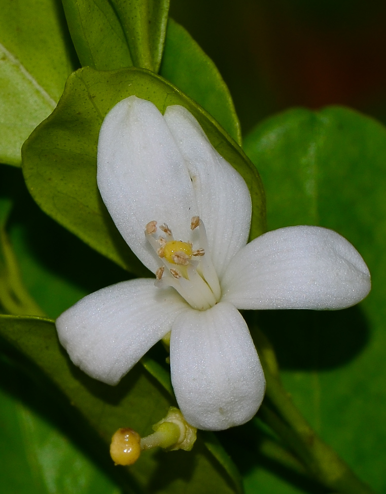 Изображение особи Murraya paniculata.