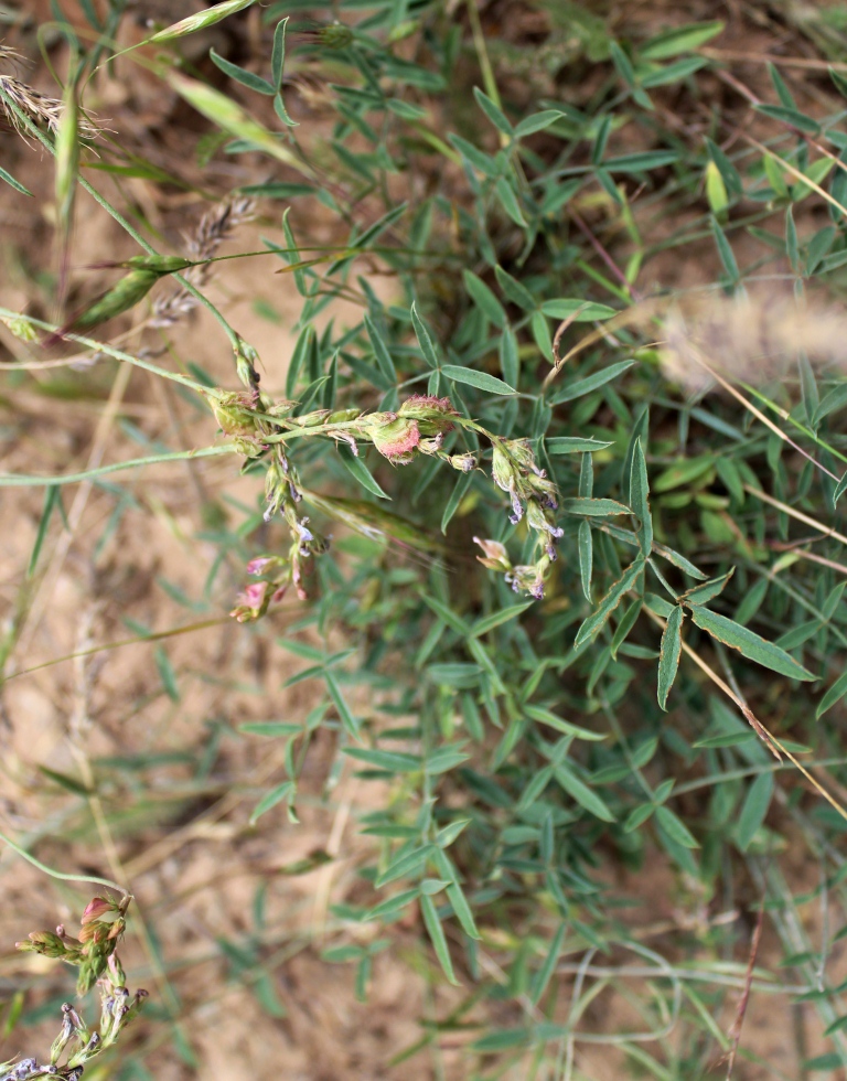 Image of Onobrychis verae specimen.