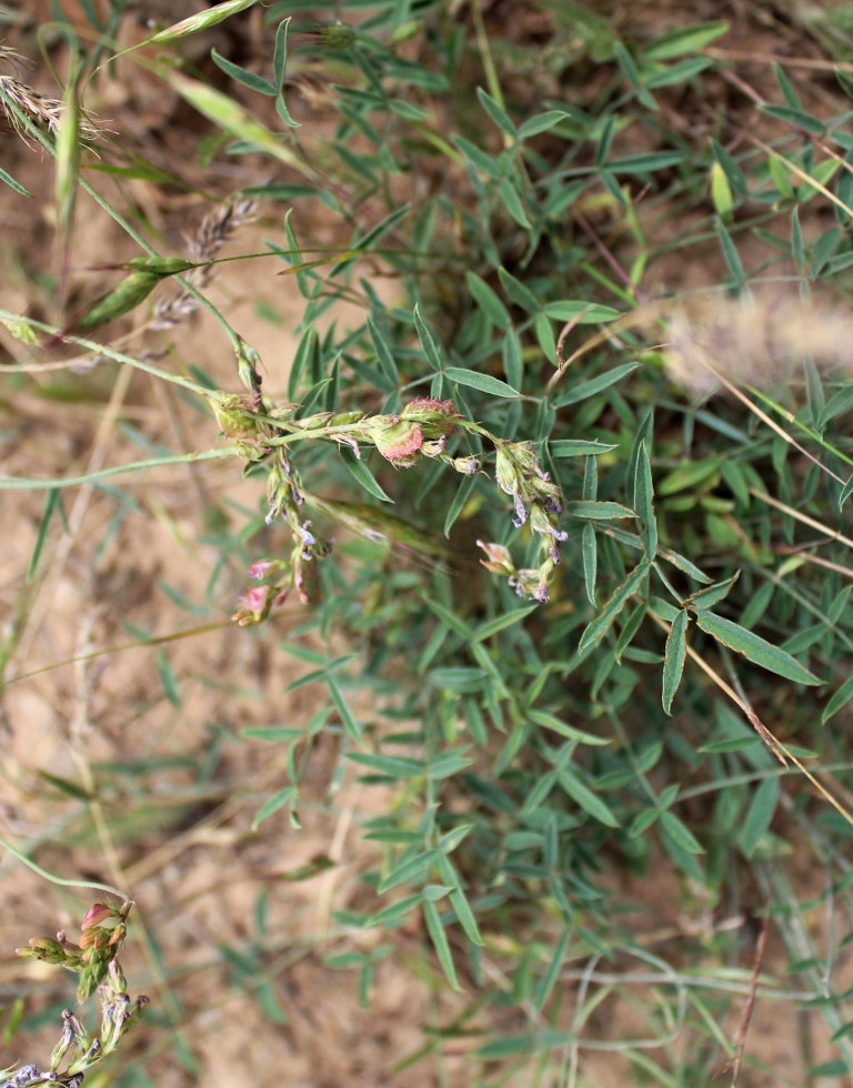 Изображение особи Onobrychis verae.