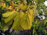 Corylus avellana