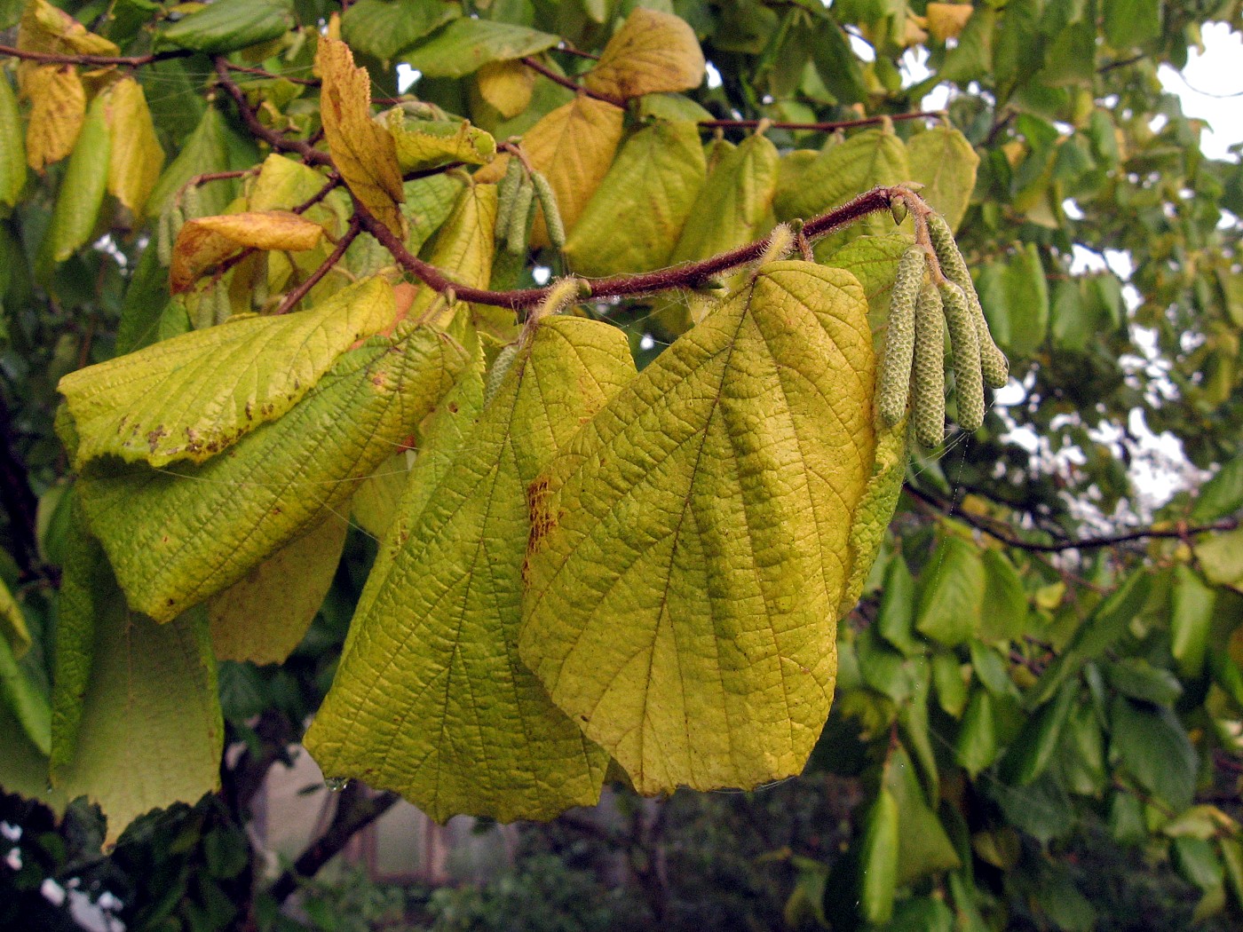 Изображение особи Corylus avellana.