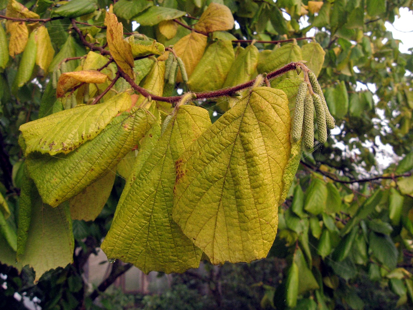 Image of Corylus avellana specimen.