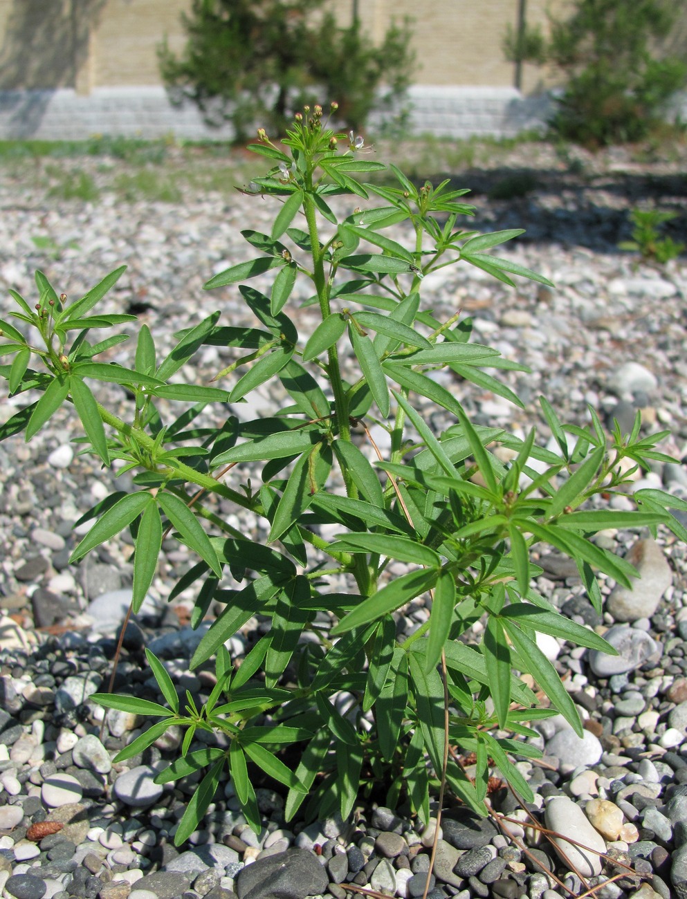 Image of Cleome iberica specimen.