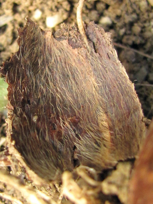 Image of Tulipa suaveolens specimen.