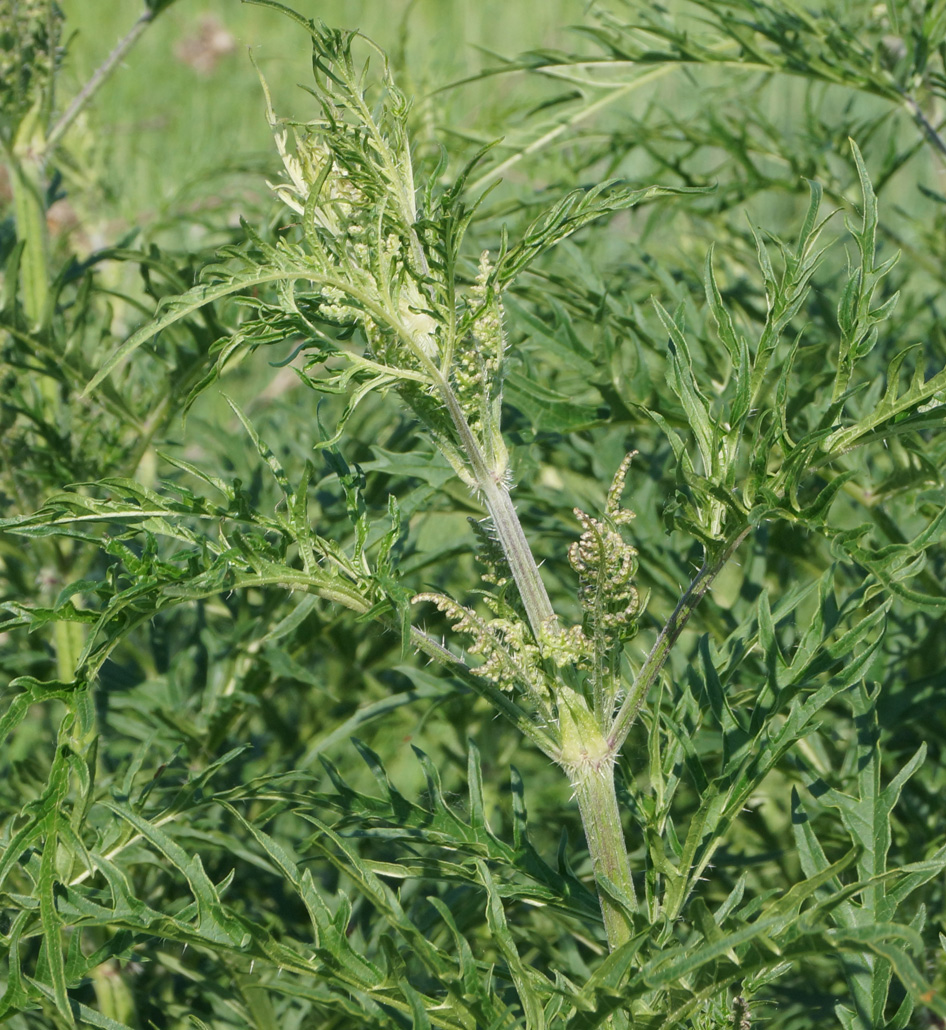 Image of Urtica cannabina specimen.