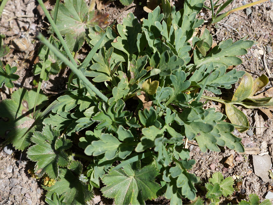 Image of Papaver croceum specimen.