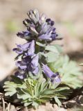 Corydalis solida