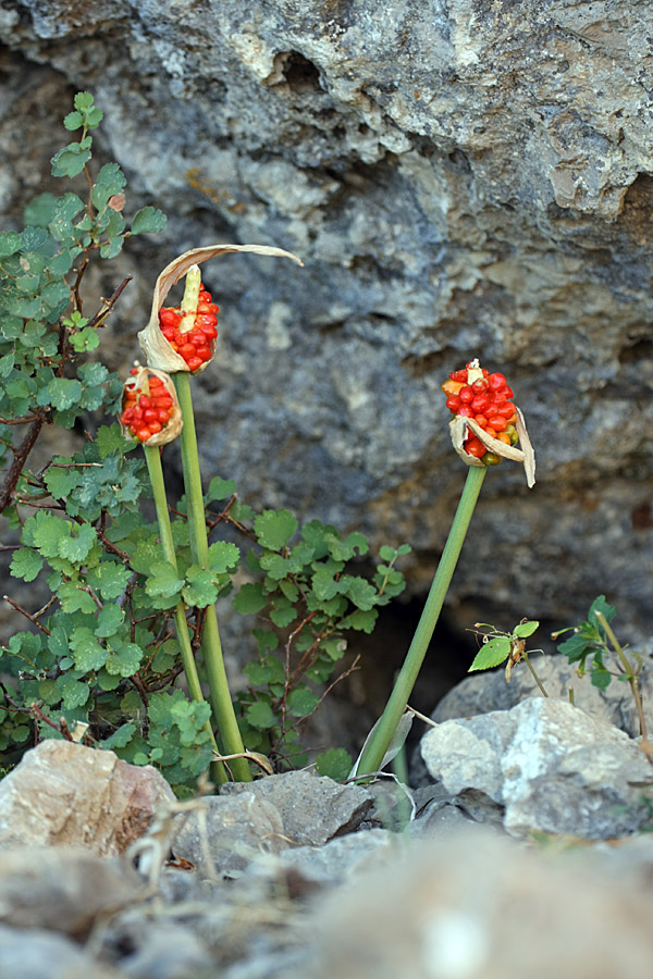 Image of Arum korolkowii specimen.