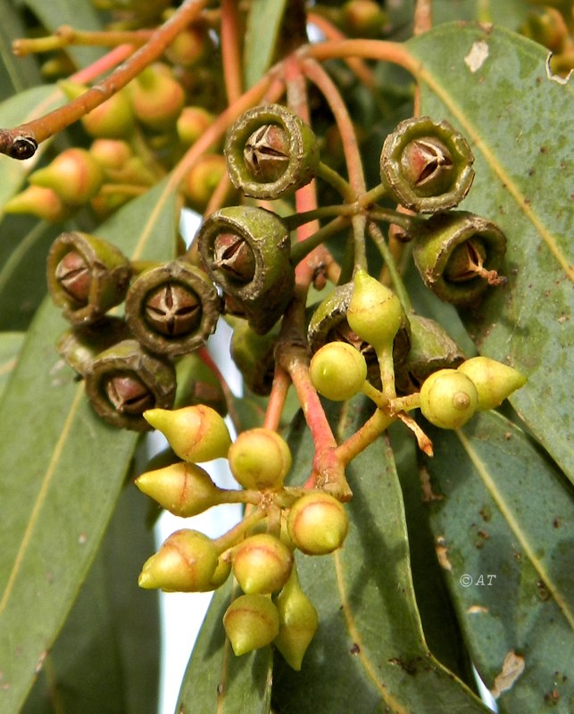 Image of genus Eucalyptus specimen.