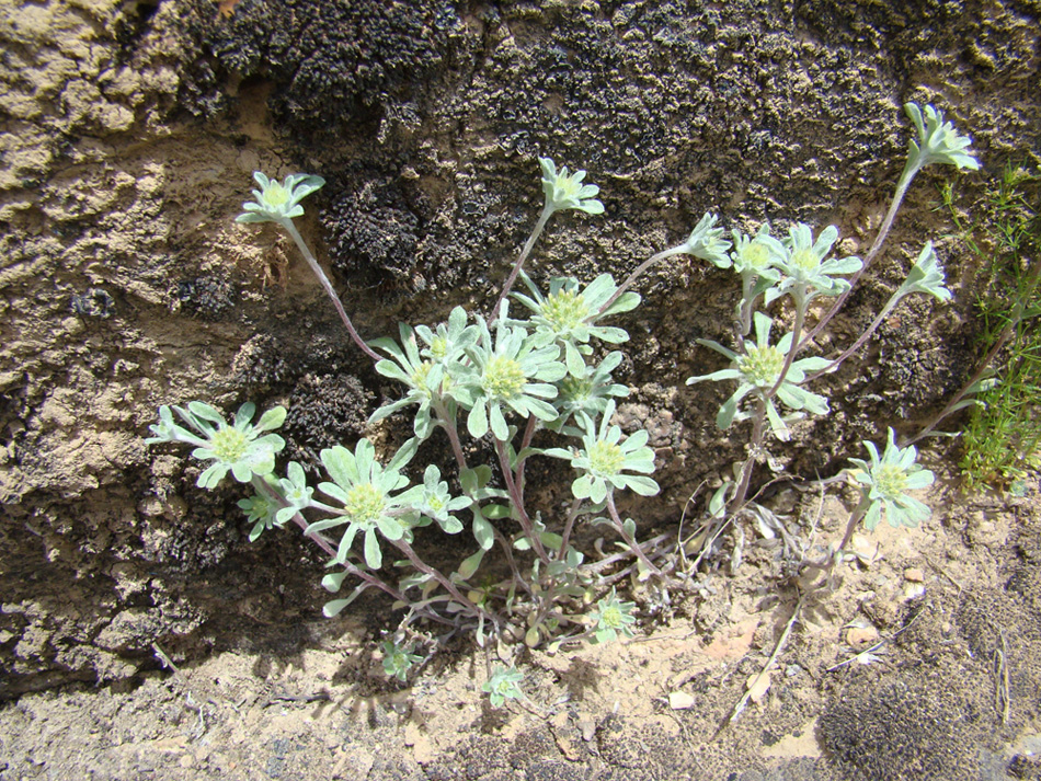 Image of Filago hurdwarica specimen.