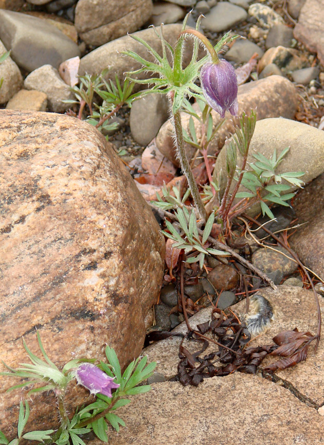 Изображение особи Pulsatilla dahurica.