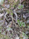 Salix arctica. Часть растения в начале вегетации. Подмосковье, в культуре. 29.04.2015.