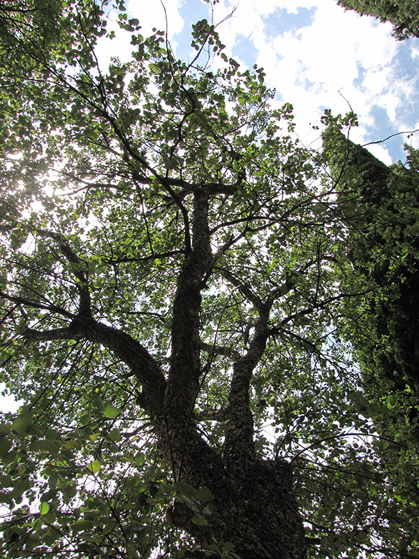 Image of Quercus suber specimen.