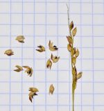 Panicum turgidum
