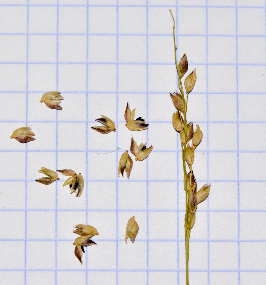 Image of Panicum turgidum specimen.