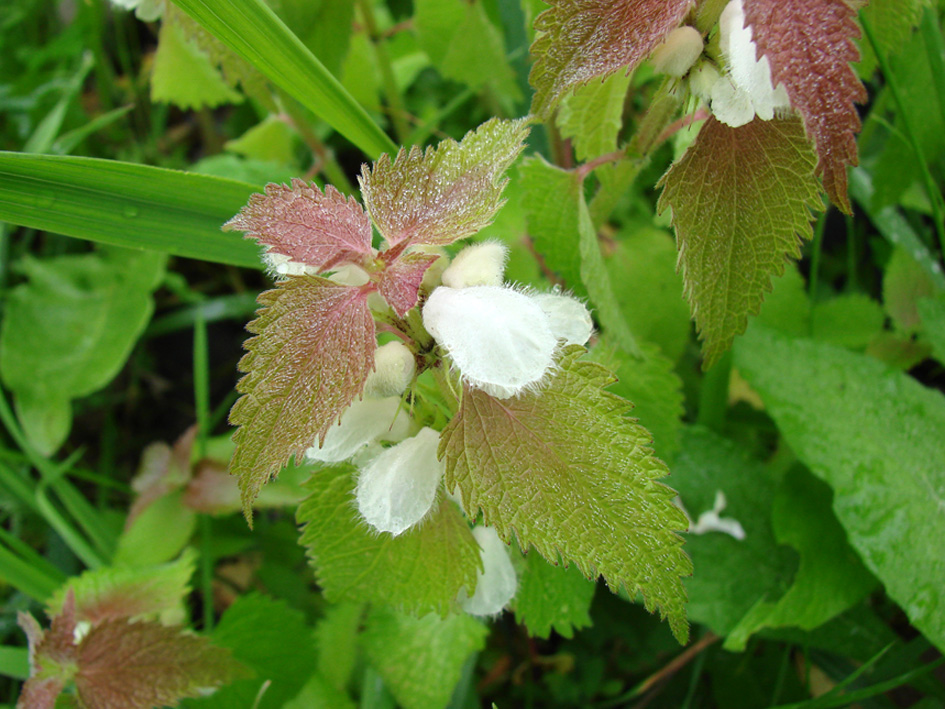 Image of Lamium album specimen.